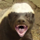 Honey Badger SB